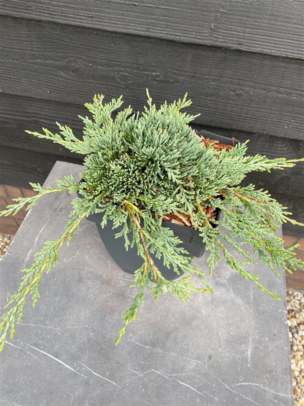 Juniperus h. 'Bar Harbor' - C2